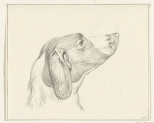 Hovedet af en hund, til højre