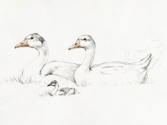 To gæs med en unge (1775–1833)