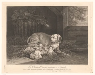 Bracke-hond met jongen in een stal Braque-hunden med hele hendes familie. (titel på objekt)
