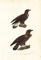 Kongeørn, Aquila chrysaetos.