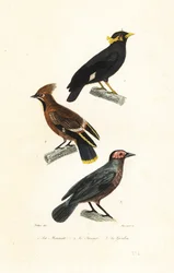 Hill myna, bøhmisk voksvinge og coleto.
