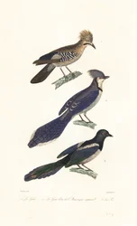 Jay, blue jay og magpie.
