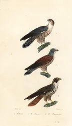 Western plantain-æder, sakerfalk og vandregrine.