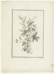 Buket med lilje Belle de Jour (titel på objekt) IIe Cahier de Bouquets (serietitel)