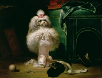 En hund af Havannah-racen, 1768
