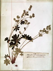 Alchemilla, fra et herbarium (pressede blomster)