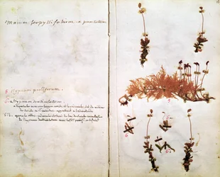 Side 15 fra et herbarium