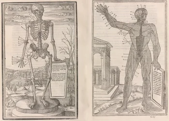 Om dissektion af dele af den menneskelige krop, bog tre, 1545