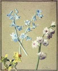 En blå og en lavendelhyacint og en gul narcis, ca. 1805