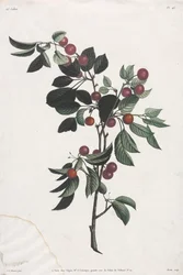 Blomster- og frugtsamling: Tidlige kirsebærgrene