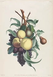 Indsamling af blomster og frugter: Grene af rousselet, fersken, blomme og drue