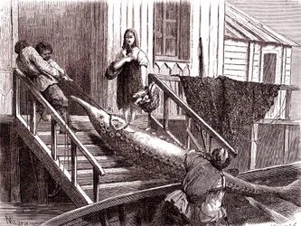 Fiskeri efter støren ved Volga-floden, Rusland. 1867 (gravering)