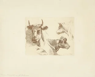 Tre kohoveder