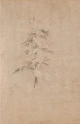 Plante undersøgelse
