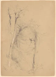 Kaaterskill nellike