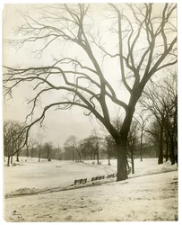 Boston Common & frødam, ved træ, Boston, USA, ca. 1902-10 (foto af gelatinesølv)