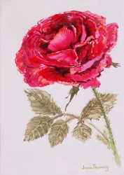 En rød rose,2000, Akvarel på håndlavet papir