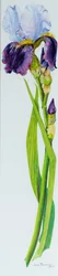 Iris med tre knopper, 2010,akvarel