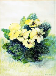 Primrose Pale Yellow, 2005 (vandfarve)
