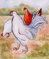 Ralphy, hanen, 2005