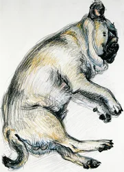 Sleeping Pug One, 2000, (oliepastel)