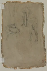 Studier af en Tyr, 1864.
