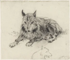 Tilbagelænet fårehund