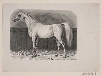 En hest
