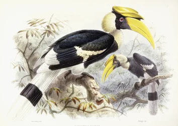 Dichocerus Bicornis, 1876-1882dani