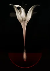 Blødende lilje, 2013 (fotografi)