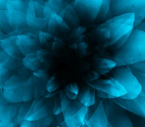 Blomsterblå, 2016 (digitalt kunsttryk)