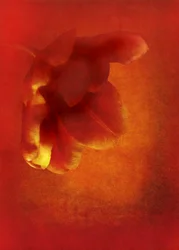 Blomst i rødt, 2016 digital fotokunst)