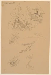 Blad- og blomsterstudier