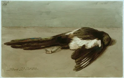 En død magpie