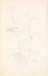 Plantestudier, bl.a. af snerle
