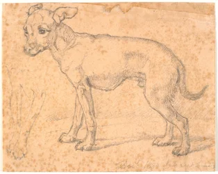 Stående hund