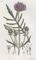 Feltfnat Knautia arvensis, 1804-1811