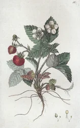 Vilde jordbær Fragaria vesca, 1804-1811