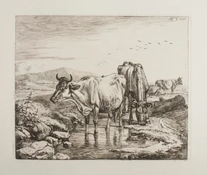 Kvæg ved et vandhul
