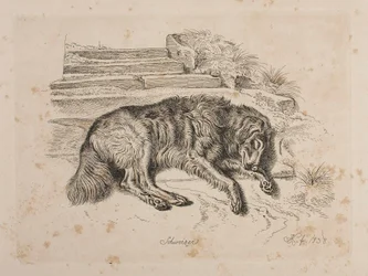 Schweizer, en hund