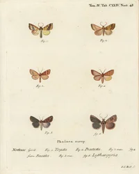 Sprosseseg, Tileacea aurago 1-4, og lermøl, Mythimna ferrago 5.6. Håndkoloreret kobberstik af Johann Carl Bock efter Eugenius Johann Christoph Espers Sommerfuglene i billeder fra naturen, Erlangen