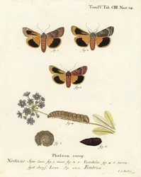 Bredkantet gul undervinge, Noctua fimbriata. Håndkoloreret kobberstik af Johann Carl Bock efter Eugenius Johann Christoph Espers Sommerfuglene i illustrationer fra naturen, Erlangen
