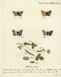 Brændt følgesvend, Euclidia glyphica 1,2, og Mother Shipton-møl, Euclidia mi, 3-9. Håndkoloreret kobberstik af Johann Carl Bock efter Eugenius Johann Christoph Espers Sommerfuglene i illustrationer fra naturen, Erlangen