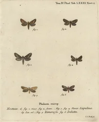 Almindelig hasselmøl, Korscheltellus lupulina 1-4, guldmyg, Phymatopus hekta 5 og Pharmacis carna 6. Håndkoloreret kobberstik af Johann Carl Bock efter Eugenius Johann Christoph Espers Sommerfuglene i naturbilleder, Erlangen