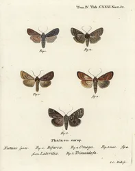 Konformist, Lithophane furcifera 1, dobbelt pil, Graphiphora augur 2, sparsomt brindle, Apamea lateritia 3,4, og sølvbue, Polia hepatica 5.