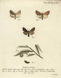 Coxcomb fremtrædende, Ptilodon capucinus.