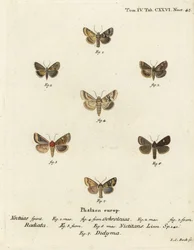 Dusky sallow, Eremobia ochroleuca 1,4, Cynaeda dentalis 2,3, øremøl, Amphipoea oculea 5,6, og almindelig rustik, Mesapamea secalis 7. Håndkoloreret kobberstik af Johann Carl Bock efter Eugenius Johann Christoph Esper i Abbild Schmetterlinge