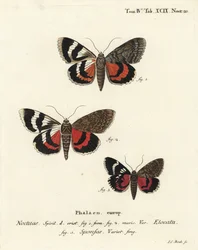 Fransk rød undervinge, Catocala elocata 1,2, og mørk crimson undervinge, Catocala sponsa 3. Håndfarvet kobberstik af Johann Carl Bock efter Eugenius Johann Christoph Espers Sommerfuglene i illustrationer efter naturen, Erlangen