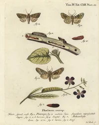 Frostet orange møl, Gortyna flavago 1,2, og vinkeltegnet uglespinder, Phlogophora meticulosa 3-7. Håndkoloreret kobberstik af Johann Carl Bock efter Eugenius Johann Christoph Espers Die Schmetterlinge in Abbildungen nach der Natur, Erlangen