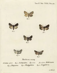Havepileurt, Euxoa nigricans 1-3, Hadena filograna 4, Antirrhinum brocade, Calophasia platyptera 5, Simyra nervosa 6. Håndkoloreret kobberstik af Johann Carl Bock efter Eugenius Johann Christoph Esper